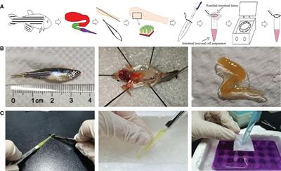 The manipulation of cell suspensions from zebrafish intestinal mucosa contributes to understanding enteritis